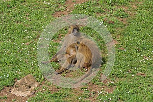 Guinea baboon, Papio papio