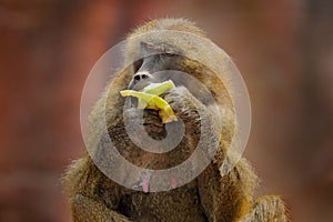 Guinea baboon, Papio papio, monkey from Guinea, Senegal and Gambia. Detail of wild mammal in the nature habitat. Monkey feeding