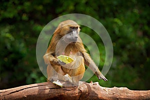 Guinea baboon, Papio papio, monkey from Guinea, Senegal and Gambia. Wild mammal in the nature habitat. Monkey feeding fruits in th