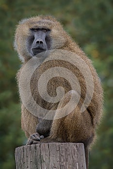 Guinea baboon