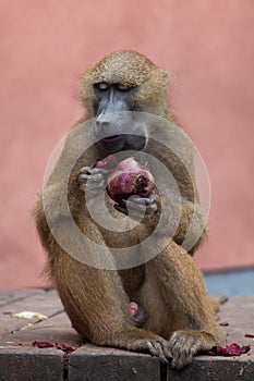Guinea baboon (Papio papio). photo