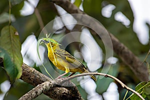 Guinea Boke Province Kamsar. weiver bird