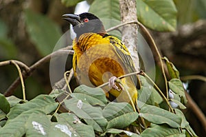 Guinea Boke Province Kamsar. weiver bird
