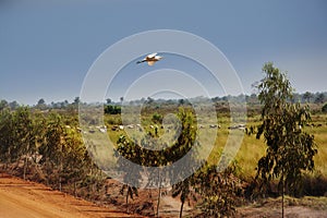 Guinea Conakry West Africa Boke province Kamsar area with cows on the field