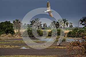 Guinea Conakry West Africa Boke province Kamsar close to sunset