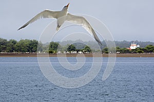 Guinea Conakry West Africa Boke province Kamsar river Nuniez