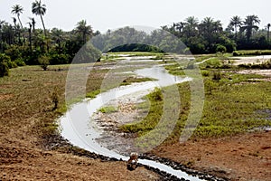 Guinea Conakry West Africa Boke province Kamsar river Nuniez vicinity