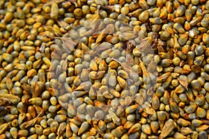 Guinea Corn Grain Closeup 2