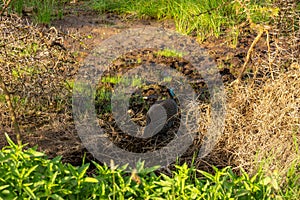 Guinea foul spotted in the Amboseli National Park