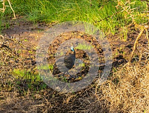 Guinea foul spotted in the Amboseli National Park