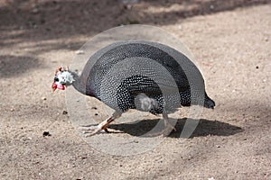 guinea fowl