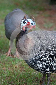 Guinea Fowl photo