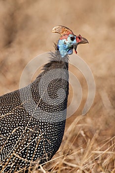 Guinea fowl photo