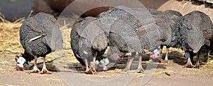 Guinea fowl