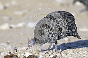 Guinea-fowl.