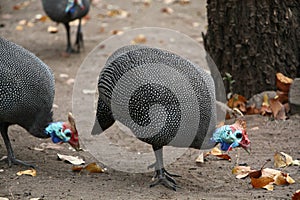 Guinea Fowl