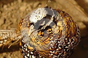 Guinea Fowl photo