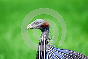 Guinea Fowl Acryllium Vulturinum Head Closeup