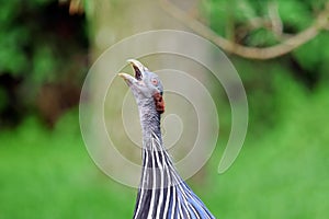 Guinea Fowl Acryllium Vulturinum Singing