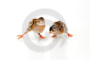 Guinea Fowl baby chicken photo