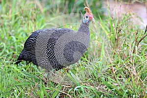 Guinea Fowl Bird