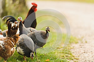 Guinea fowl and chicken photo