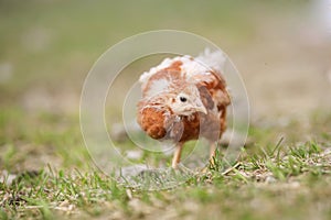 Guinea fowl chicks