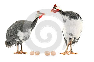 Guinea fowl