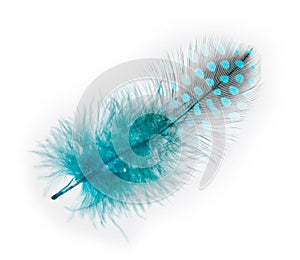Guinea fowl feather turquoise on a white background