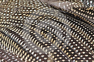 Guinea Fowl Feathers - Nature Pattern Background