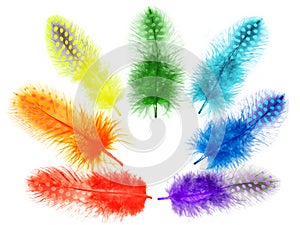 Guinea fowl feathers are painted in bright colors of the rainbow