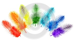 Guinea fowl feathers are painted in bright colors of the rainbow