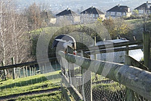 Guinea fowl on the fence