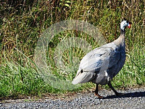 Guinea Fowl free range their home base area