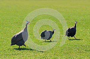 Guinea fowl on greem grass