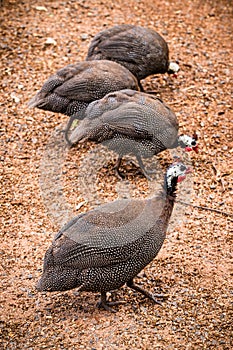 Guinea fowl or guinea fowl is a bird from the order of gallinacea, originally from Africa, free-ranging birds in the wild