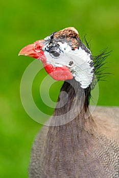 Gallinas cabeza a cuello 