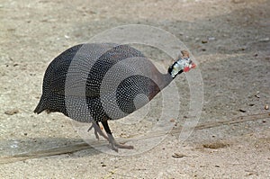 Guinea fowl hen photo