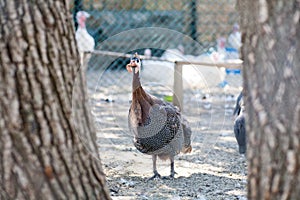 Guinea fowl in a hen house