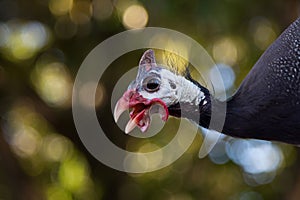 Guinea fowl isolated with blurred background