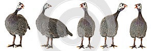 Guinea fowl photo