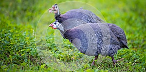 guinea fowl - Numida meleagris f. domestica in garden