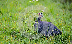 guinea fowl - Numida meleagris f. domestica in garden