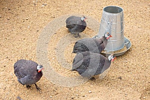 Guinea fowl `pet speckled hen `, or `original fowl ` or guineahen