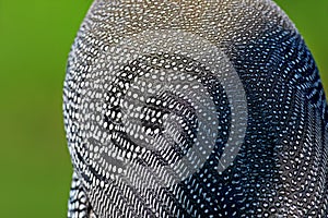 Guinea fowl plumage black with white spots and stripes