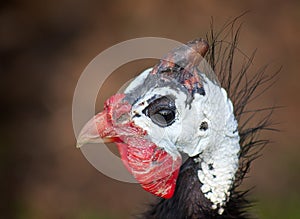 Guinea Fowl Portrait photo