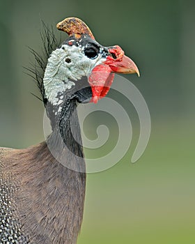 Guinea Fowl Portrait photo