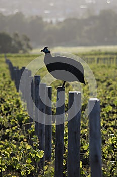 Guinea Fowl