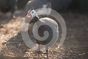 Guinea fowl in the poultry yard, in the summer at sunset, in the contour light