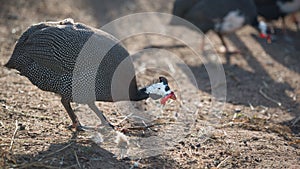 Guinea fowl in the poultry yard, in the summer at sunset, in the contour light